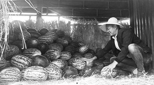 平远吃瓜群众事件视频曝光,视频曝光揭示真相