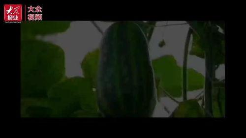 抽象逆天吃瓜视频,揭秘抽象吃瓜界的神秘力量