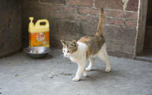 农村猫咪吃瓜视频大全,萌态百出视频大全