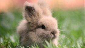 兔子们吃瓜视频,兔子们的欢乐瓜田时光