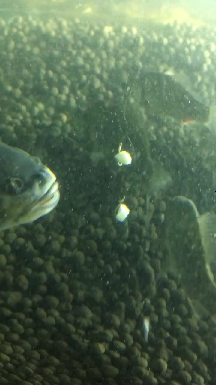 咪子鱼吃瓜现场视频播放