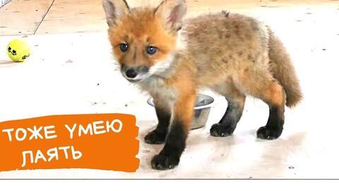 赤狐赤城吃瓜视频,揭秘网络红人幕后故事