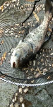 花鲢吃不吃小瓜虫视频,揭秘花鲢捕食小瓜虫的神奇瞬间