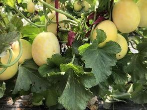 界首观芷吃瓜小视频,吃瓜小视频带你领略地方特色美食