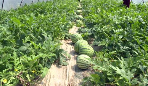 最近西昌吃瓜事件视频,一场网络热议背后的真相揭秘