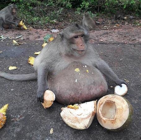 小崔猴子吃瓜视频大全,趣味横生的欢乐时光回顾