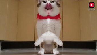 成都猫吃瓜视频